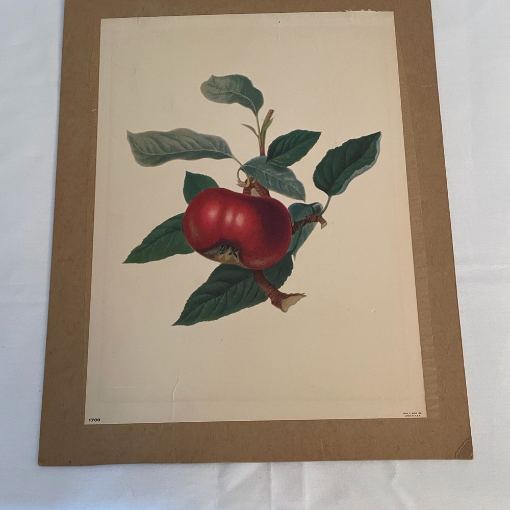 Vintage Botanical Apple Print Lithograph